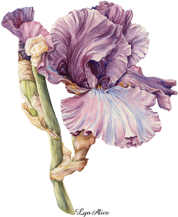 Purple Iris, Watercolor ' - Irises Clipart (599x731), Png Download