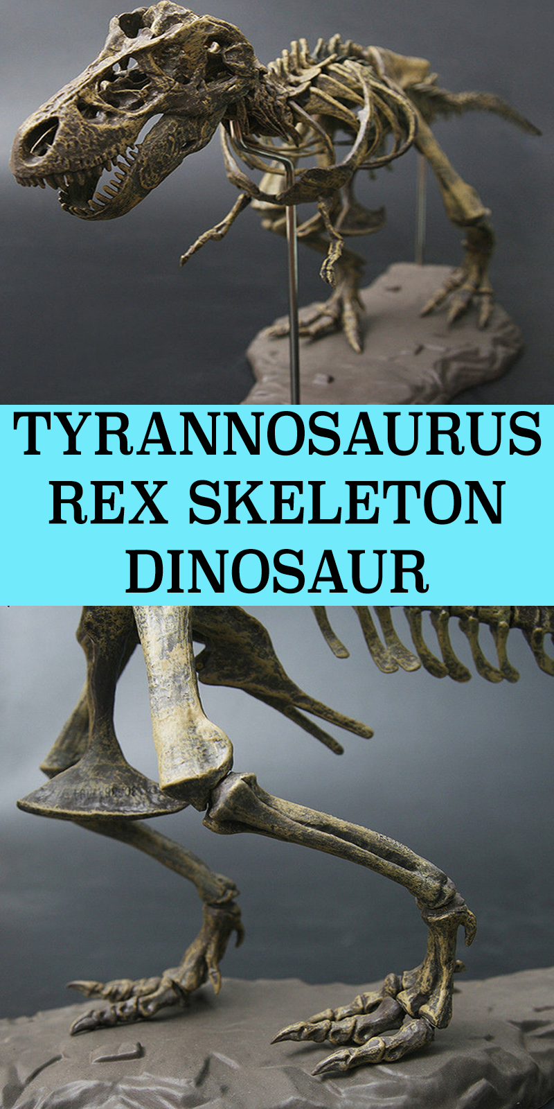 Imagine Bringing A Dinosaur Back To Life Now You Can - Dinosaur Clipart (800x1600), Png Download