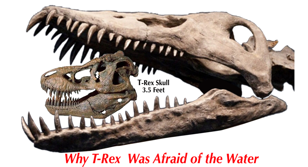 Why T-rex Was Afraid Of The Water - Pliosaur Skull Clipart (1000x546), Png Download