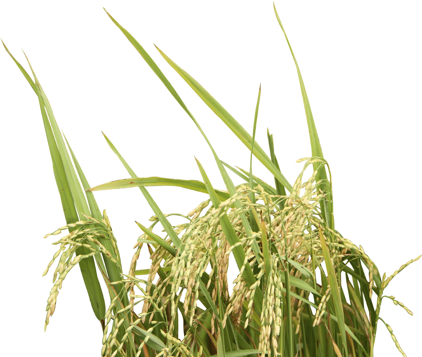 Download Rice - Rice Tree Png Clipart Png Download - PikPng