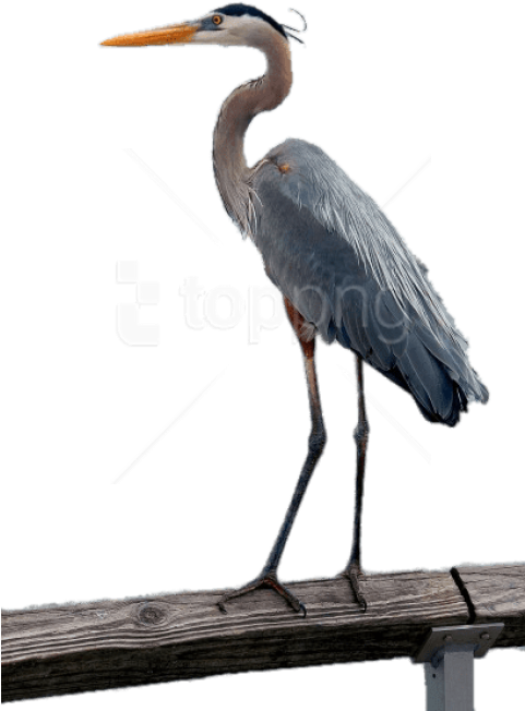 Free Png Download Great Blue Heron Png Images Background - Great Blue Heron Clipart (480x724), Png Download
