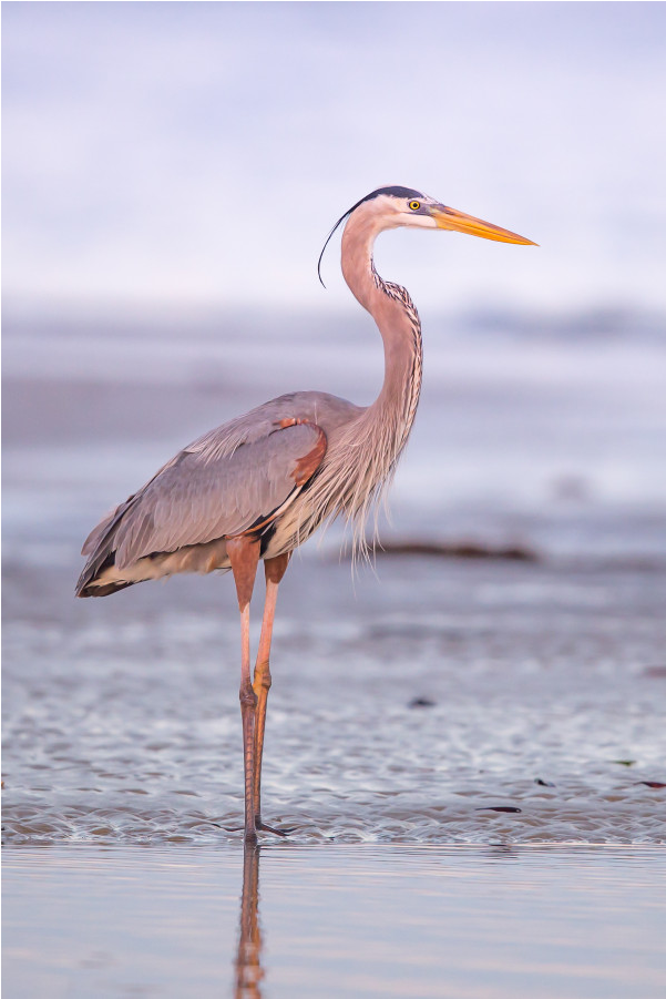 The Shop - Great Blue Heron Clipart (1000x1000), Png Download