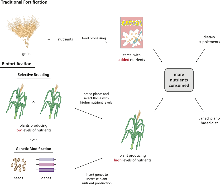 Rice Plants Do Not Contain Any Vitamin A Or Vitamin - Selective Breeding Golden Rice Clipart (1088x841), Png Download