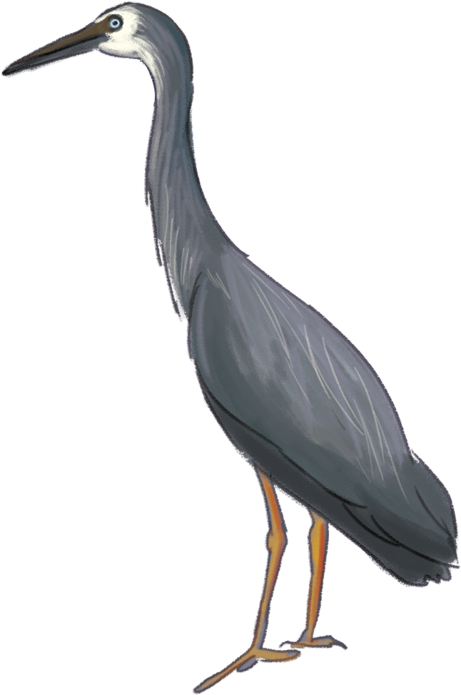Heron Download Png Image - Great Blue Heron Clipart (646x974), Png Download