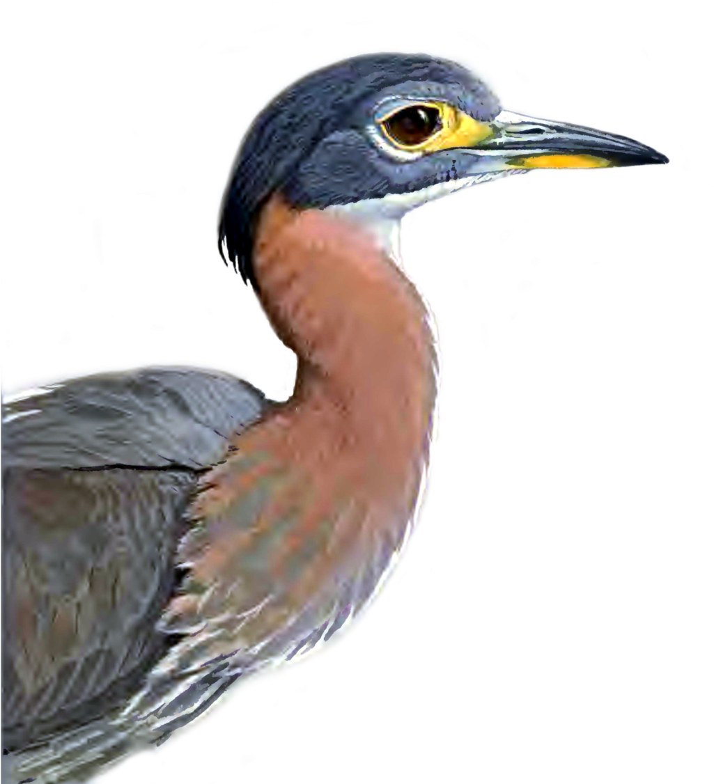 Heron Png Picture - Great Blue Heron Clipart (1024x1162), Png Download