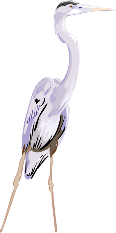 Egret Clipart (399x800), Png Download