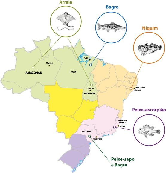 Os Peixes Peçonhentos Estudados Pela Equipe Da Dra - Mapa Do Semiárido Brasileiro Clipart (563x594), Png Download