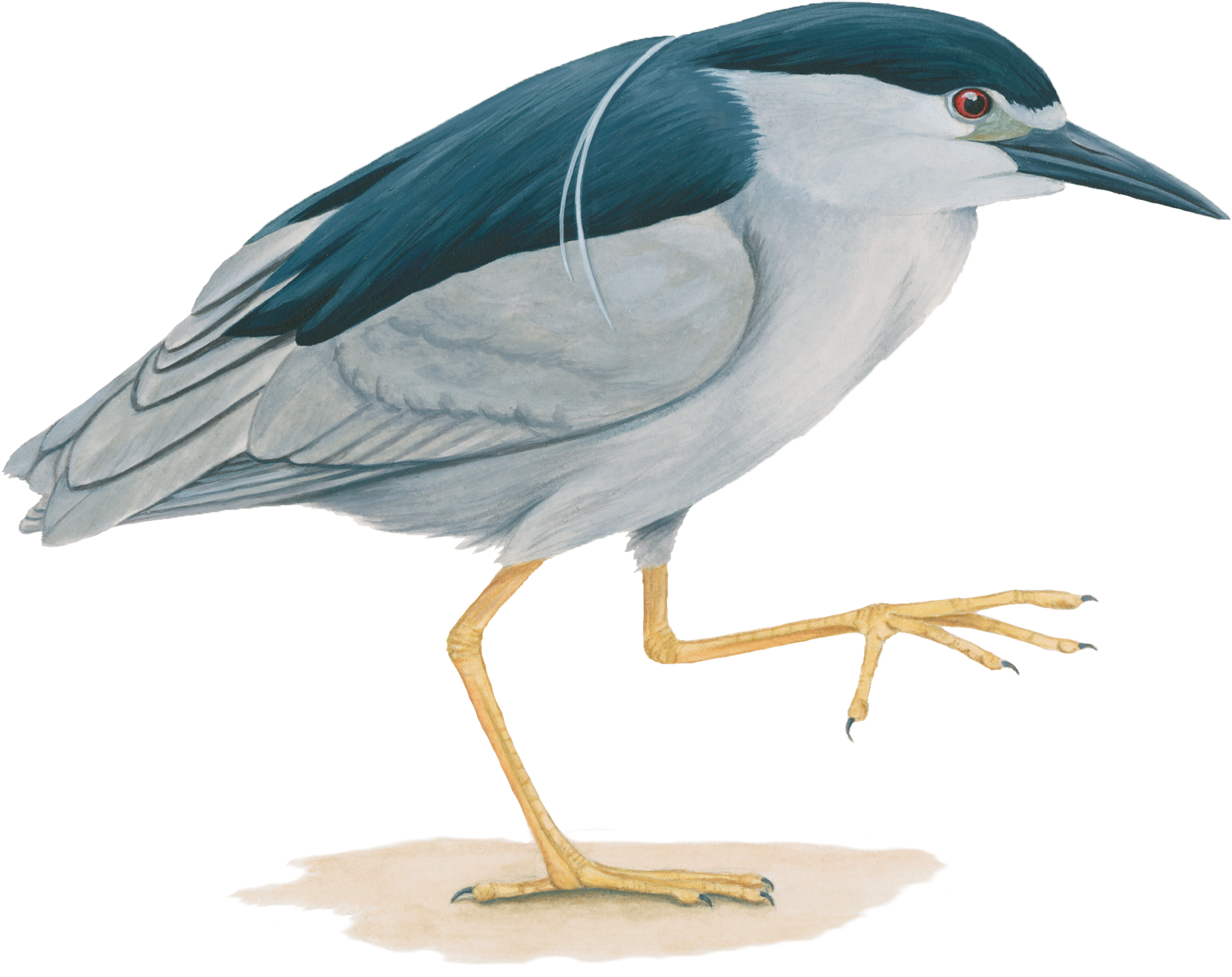 Heron Png Image - Night Heron Bird Png Clipart (2000x2000), Png Download