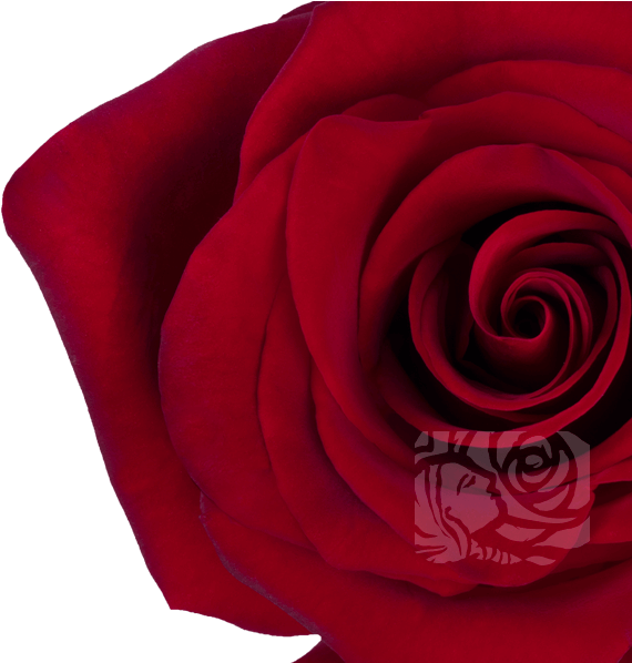 Deep Red Roses - Floribunda Clipart (658x597), Png Download