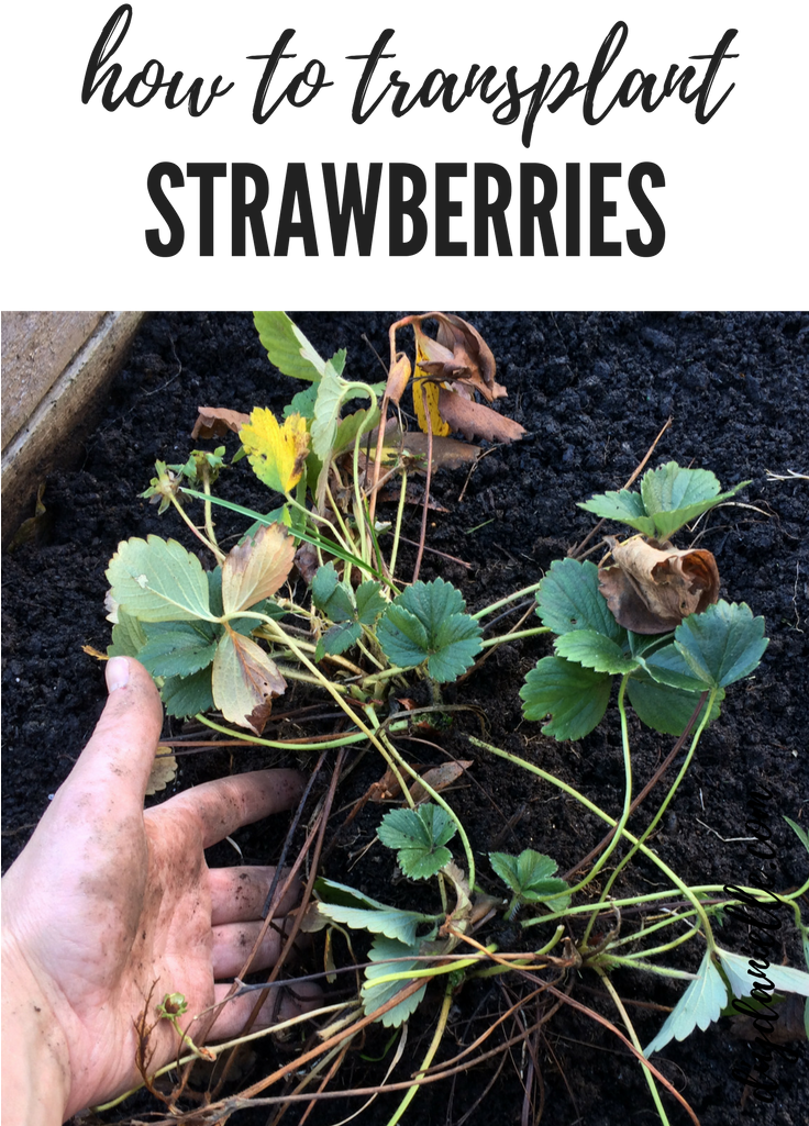 How To Transplant Strawberries In The Garden - Gardening Clipart (735x1102), Png Download