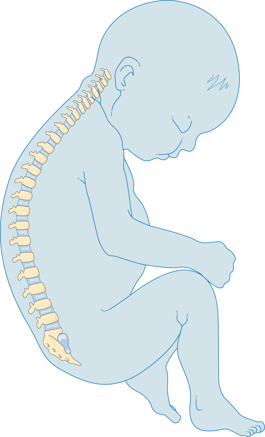 Newborn Skeleton - Sitting Clipart (851x1404), Png Download