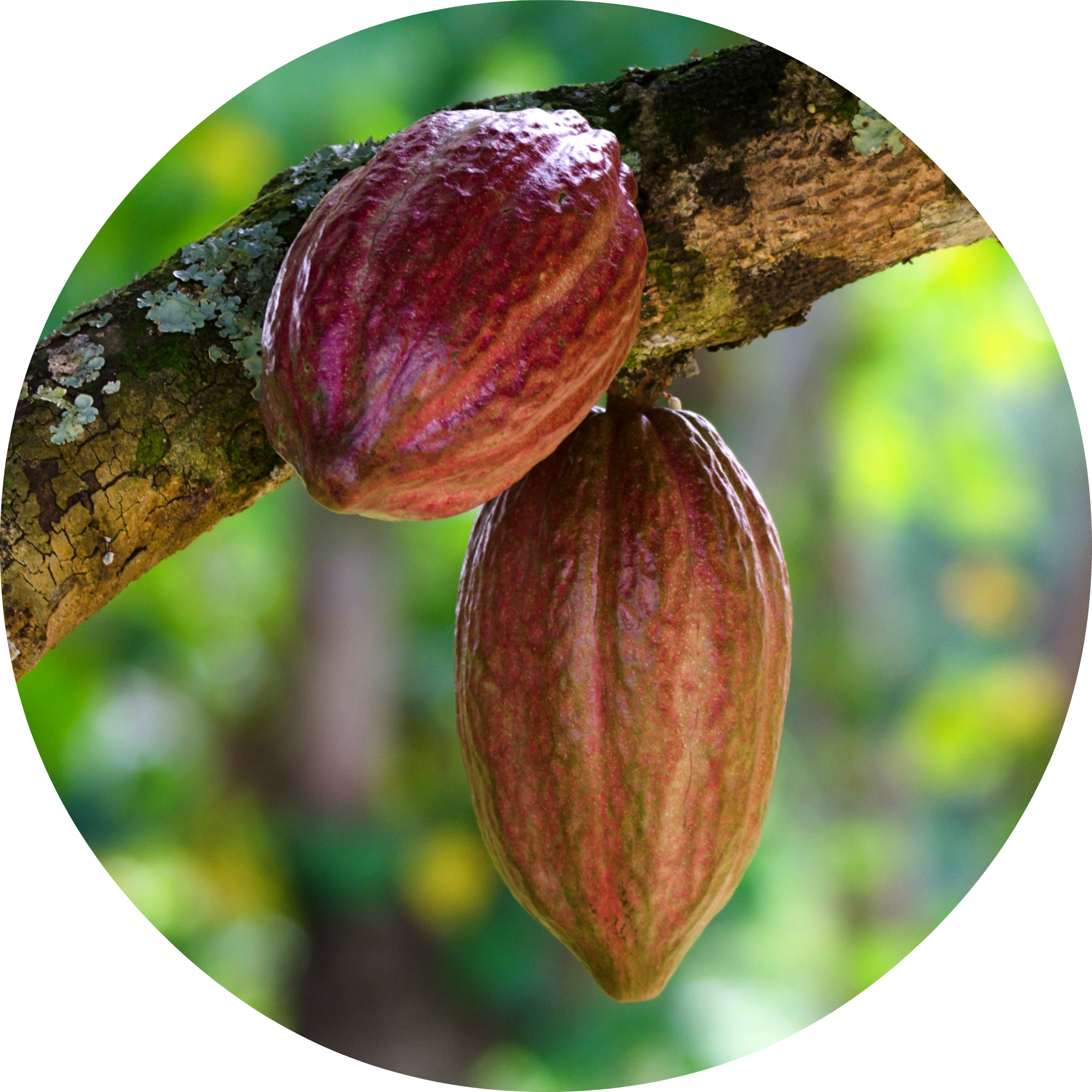 Cacao Png Clipart (2000x2000), Png Download