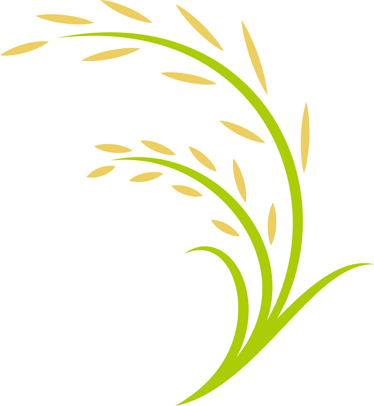 Rice Computer File - Transparent Paddy Field Clipart - Png Download (1237x1343), Png Download