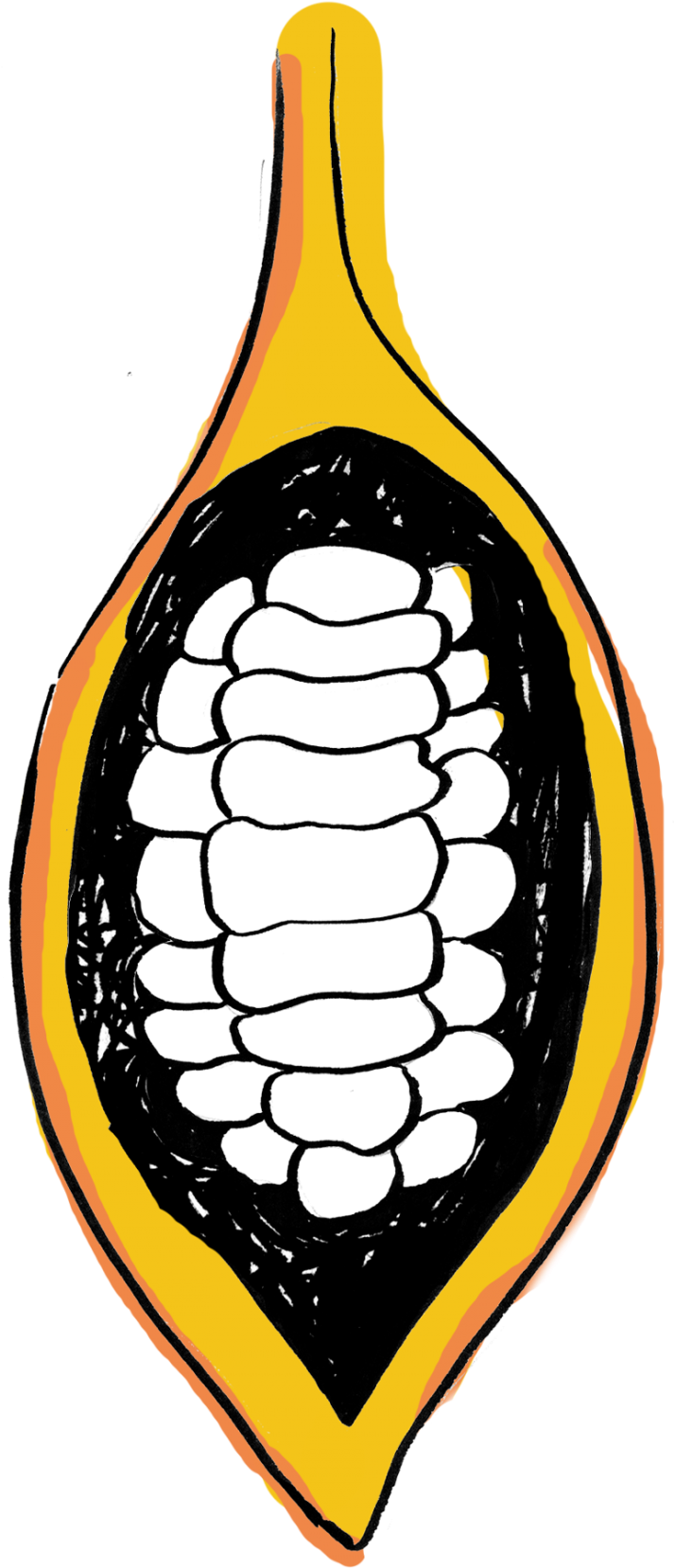 Cacao Pod Split Open Graphic Clipart (714x1658), Png Download