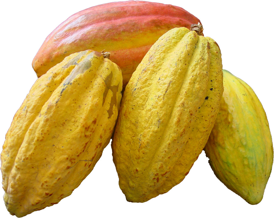 Cacao Png - Cacao Fruit No Background Clipart (1121x892), Png Download