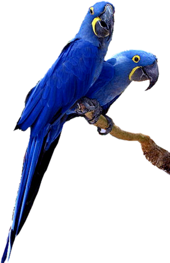 #mq #blue #birds #bird #flying #nature - Transparent Background Macaw Png Clipart (1024x1024), Png Download