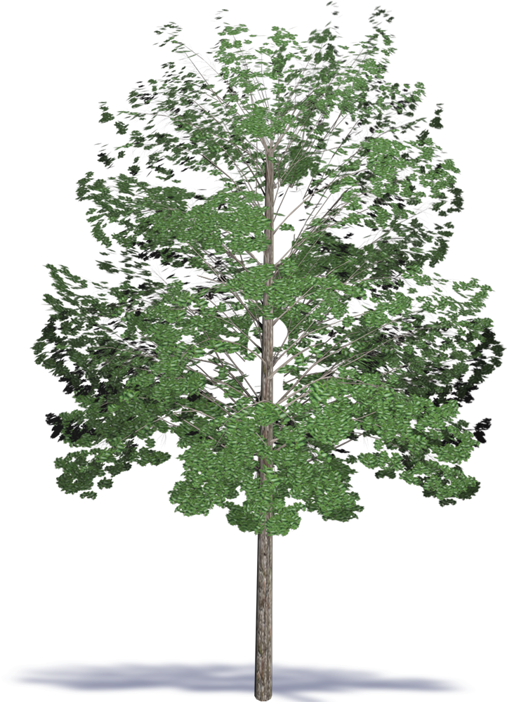 Acacia Hardwood - Maple Clipart (1000x1000), Png Download