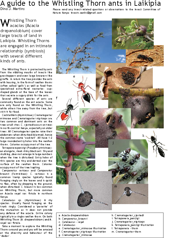 Pdf - Apple Clipart (595x842), Png Download