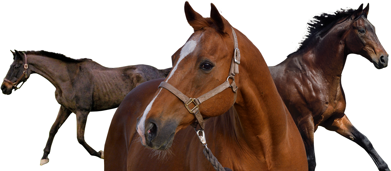 Secretariats Living Legends Race Horses, Horse Racing, - Sorrel Clipart (1400x622), Png Download