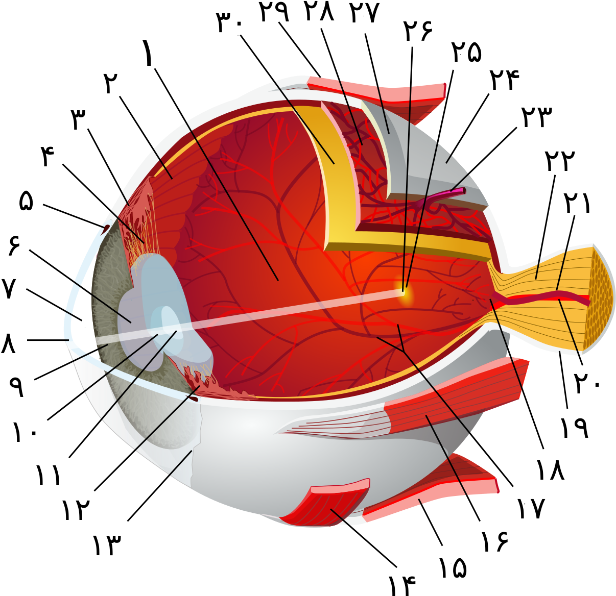 Eye-diagram No Circles Border In Farsi Numbers A - Anatomie Oog Latijn Clipart (1237x1208), Png Download