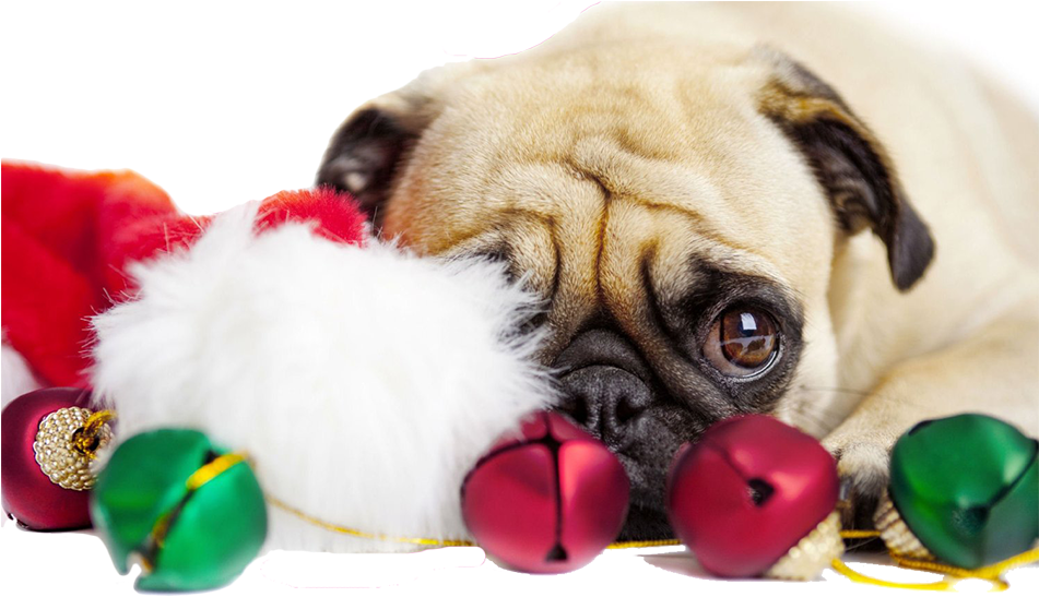 Pngs De Natal - Christmas Pug Clipart (950x570), Png Download