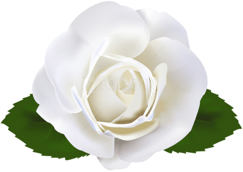 Free Png Download White Rose Transparent Png Images - Rose Clipart (850x600), Png Download