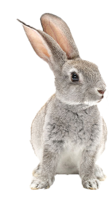 Lapine Sur Fond Blanc Clipart (480x709), Png Download