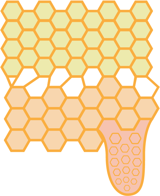 Queen Cell - Honeybee Clipart (568x711), Png Download