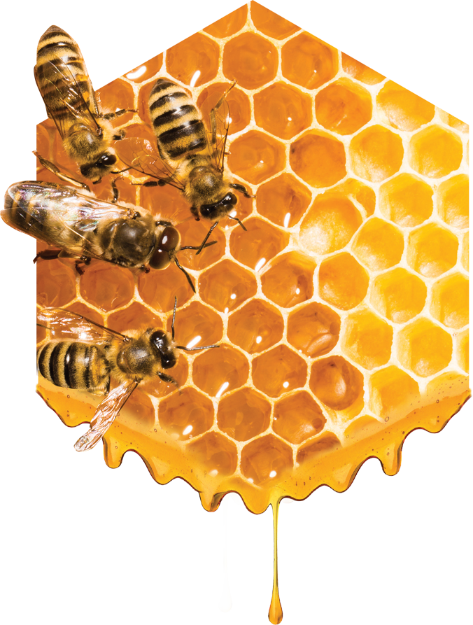 мир пчел. пчела на сотах макросъемка. пчелиная матка.