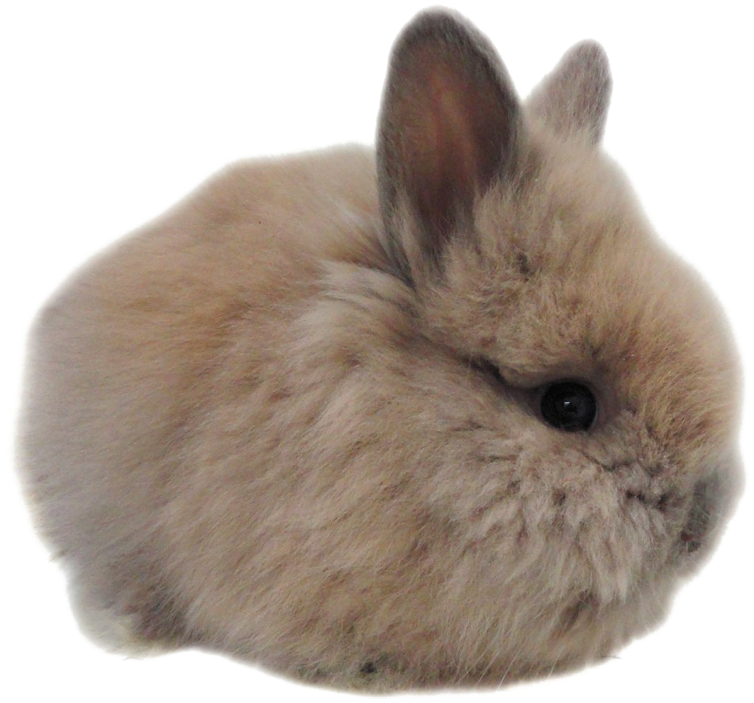 Bunny Rabbit Clipart (1415x1011), Png Download