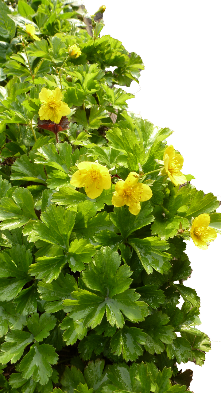 Flower Pictures, Free Photos, Free - Png ขอบ ใบไม้ Clipart (720x1280), Png Download