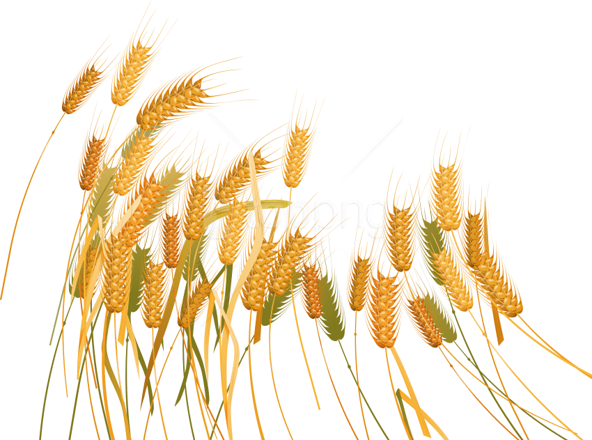 Free Png Download Wheat Png Images Background Png Images - Wheat Clipart (850x632), Png Download