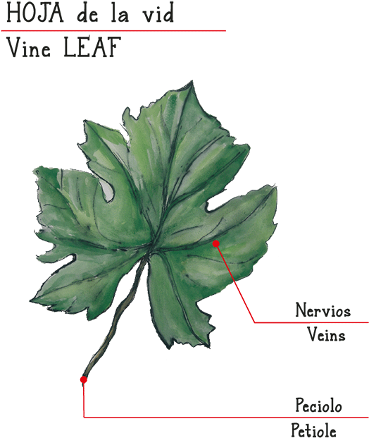 Viñas De Miedes White - Maple Leaf Clipart (523x630), Png Download