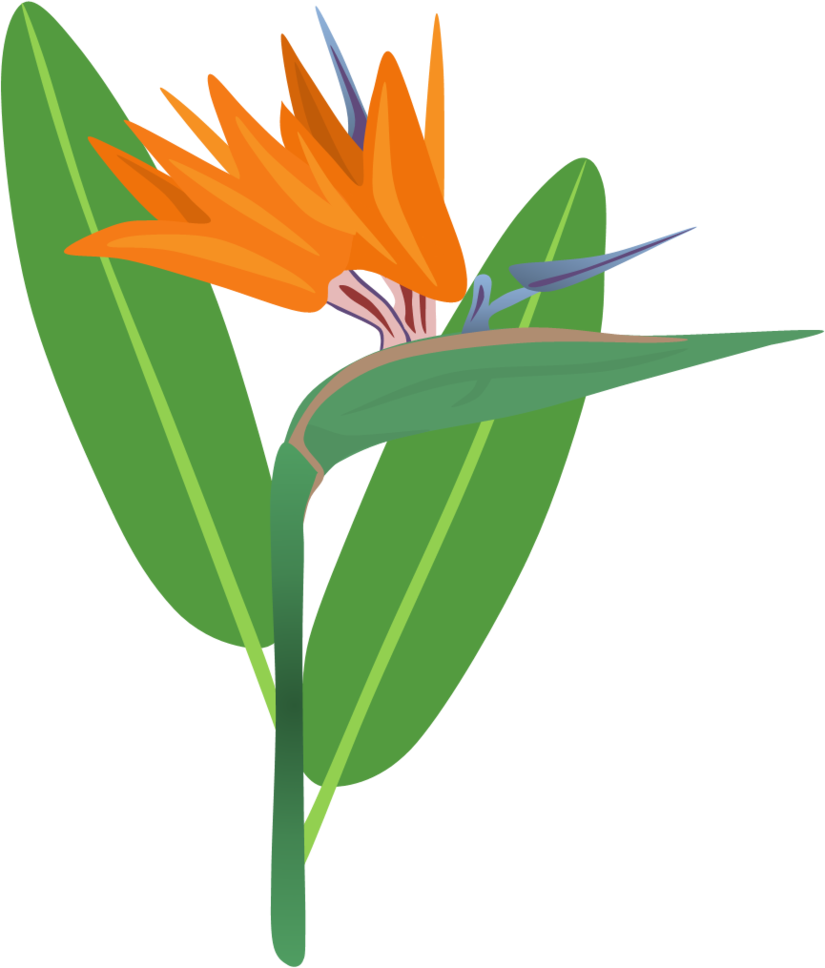 Bird Of - Bird Of Paradise Plant Cartoon Clipart (825x968), Png Download