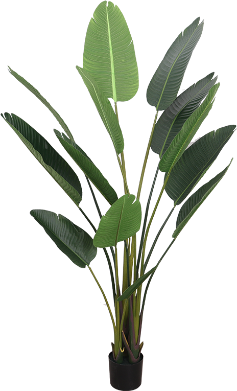 Simulation Traveler Banana Plant Landing Bird Of Paradise - Plant Png Swiss Cheese Clipart (464x765), Png Download