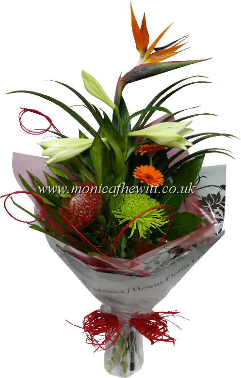 Bird Of Paradise - Houseplant Clipart (524x810), Png Download