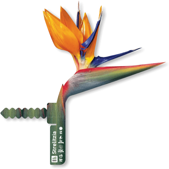 Heliconia Clipart (600x600), Png Download