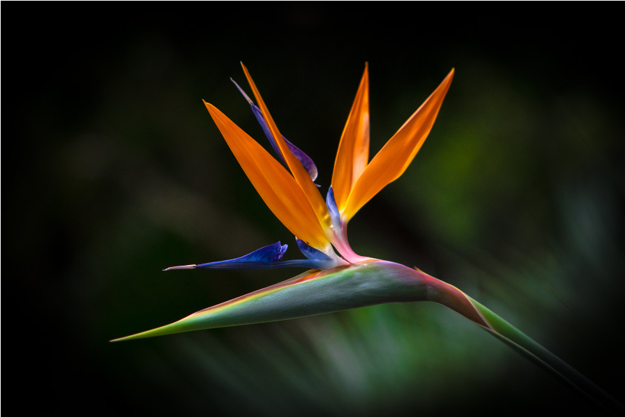 The Shop - Bird Of Paradise Clipart (1000x1000), Png Download