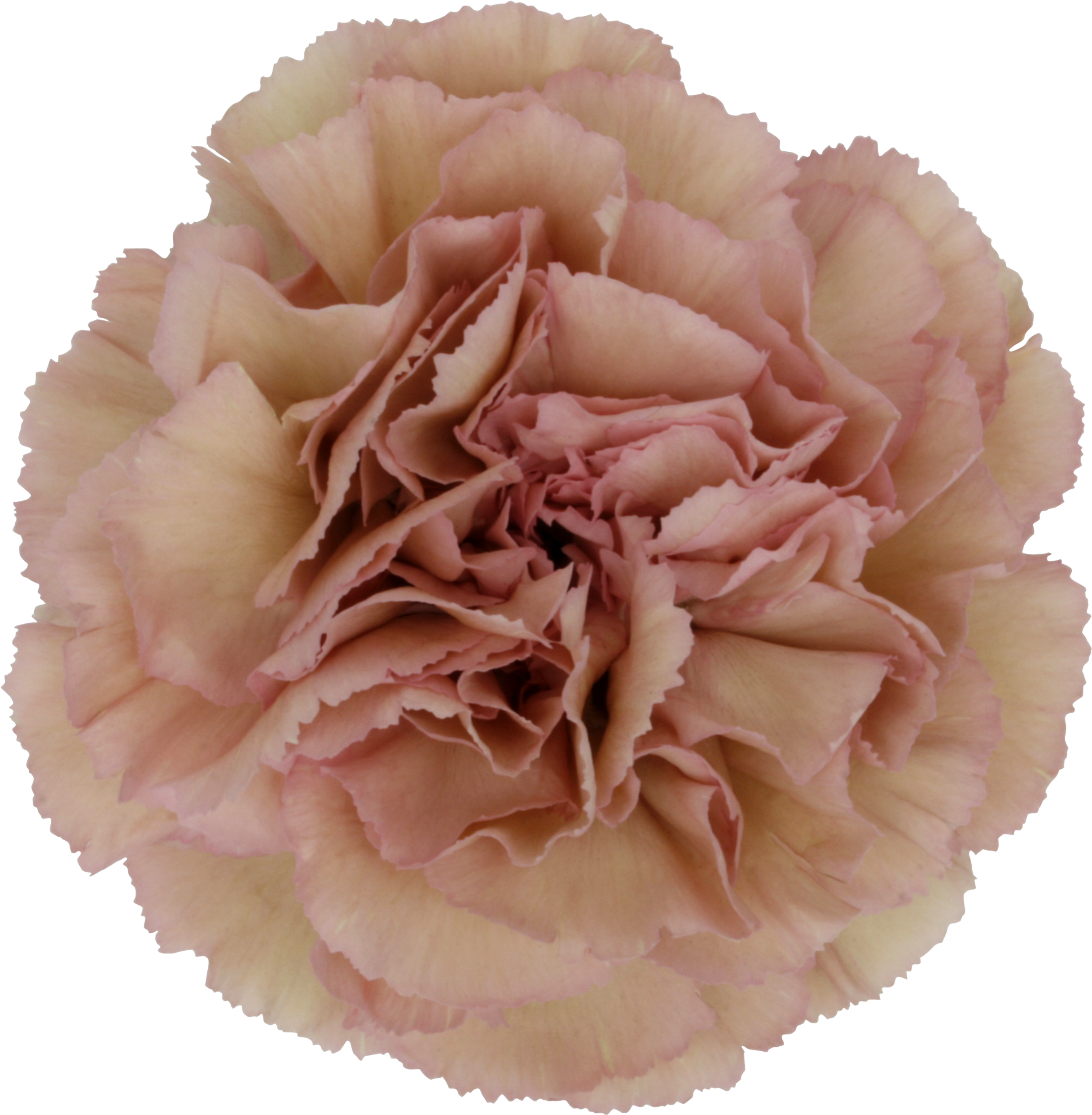 Creola Carnation - Carnation Clipart - Large Size Png Image - PikPng.