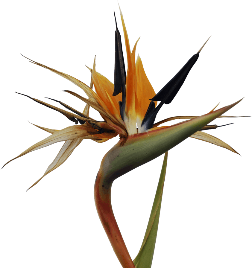 Bird Of Paradise Clip Art - Bird Of Paradise Flower - Png Download (871x917), Png Download