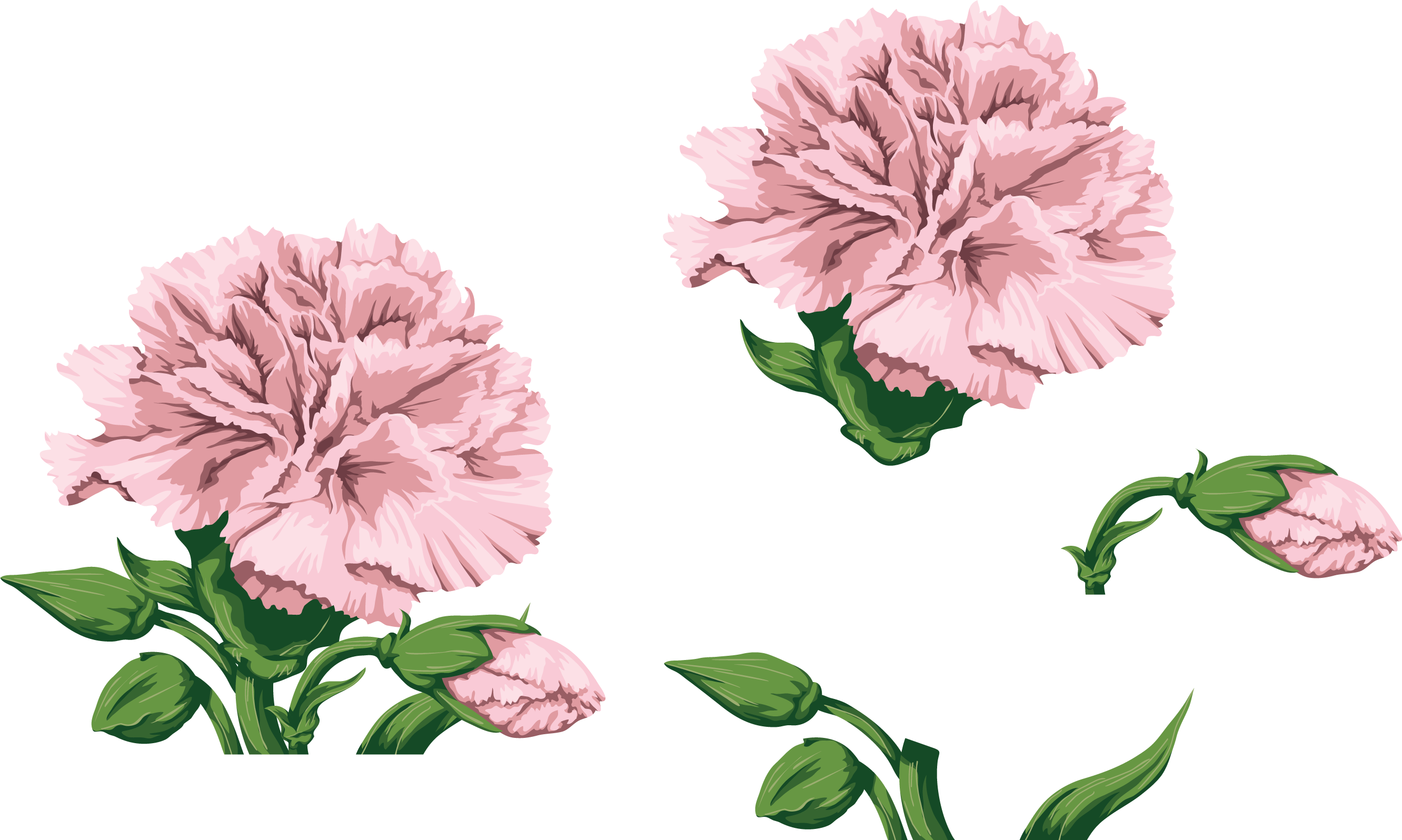 Carnations, Watercolor Flowers, Paint, Hands - Watercolor Carnation Flower Png Clipart (2663x1596), Png Download