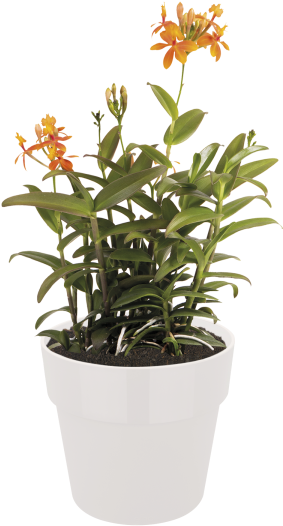 Home > Collection > B - Acianthera Luteola Clipart (750x750), Png Download