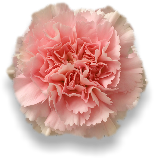 Damina - Gamma Phi Beta Carnation Clipart (652x532), Png Download