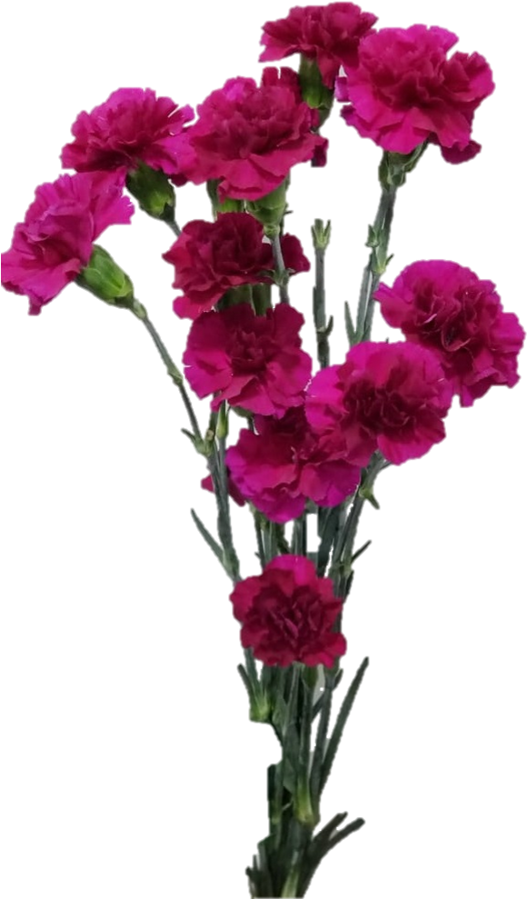 Spray Carnation - Bouquet Clipart (615x1006), Png Download