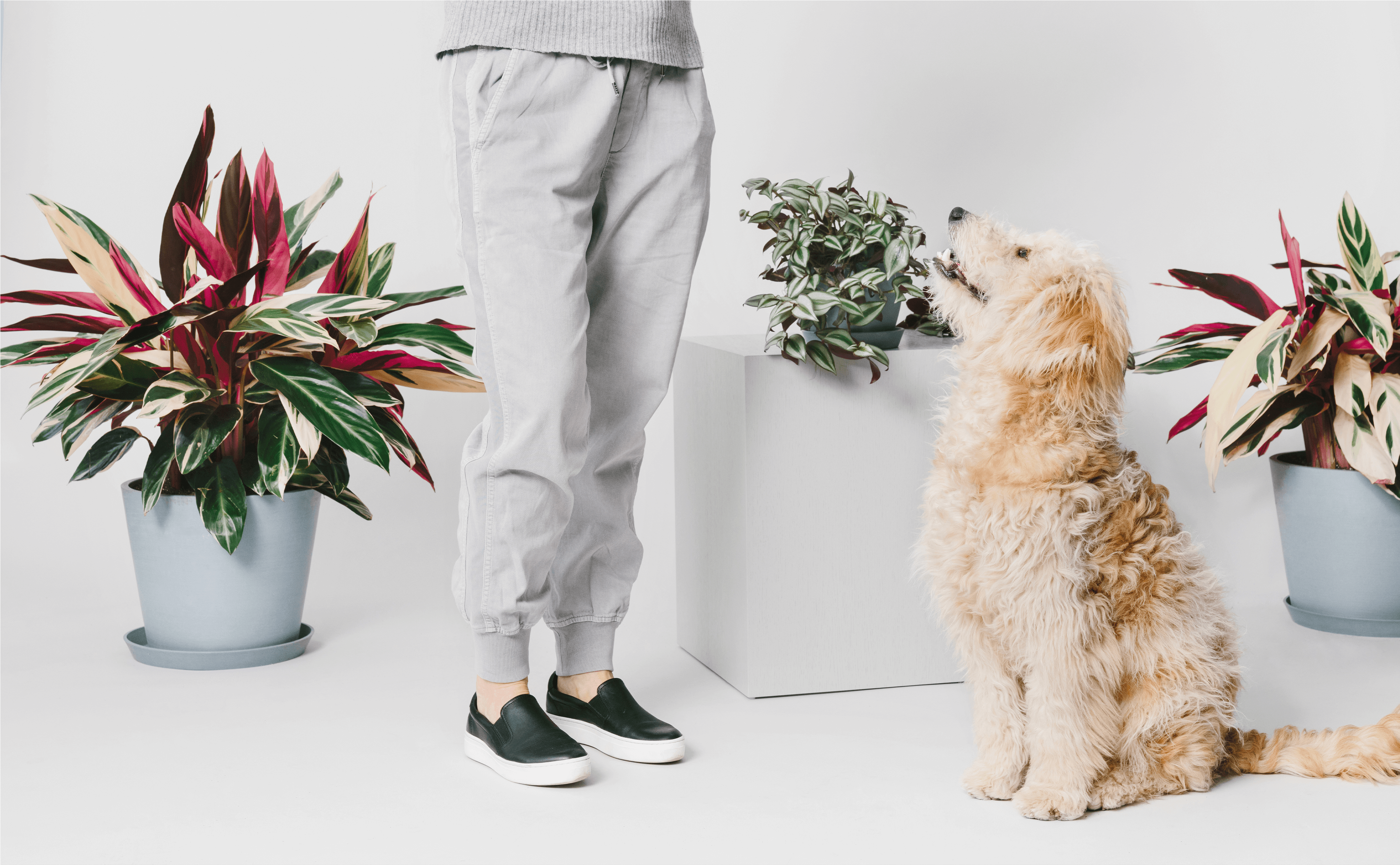 We're Here To Help You Find The Perfect Plant For Every - Goldendoodle Clipart (5000x2500), Png Download