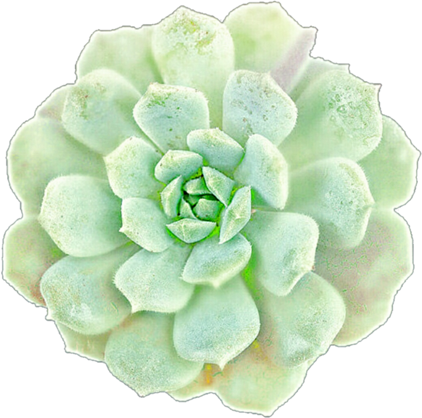 Succulent1 - Clip Art Succulents Png Transparent Png (899x889), Png Download