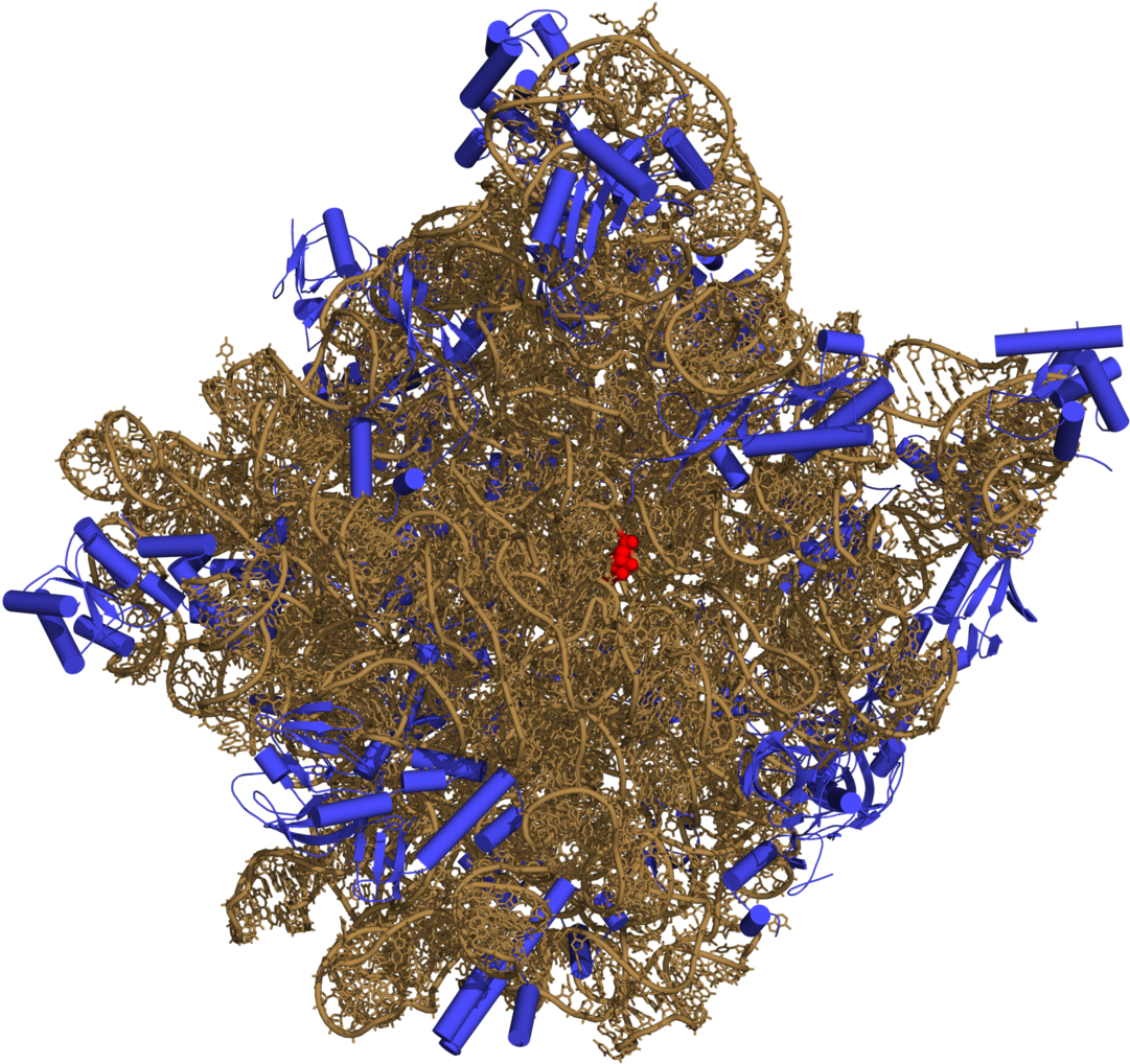 50s-subunit Of The Ribosome 3cc2 - Ribosomes Png Clipart (1091x1024), Png Download