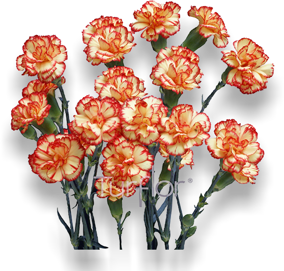 Cherry Tessino - Artificial Flower Clipart (652x532), Png Download