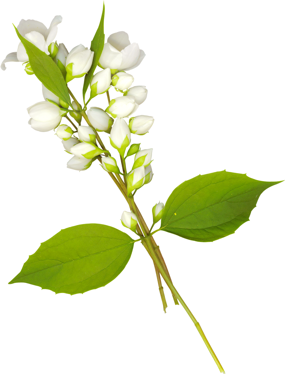 Folhas Em Png - Lilac Clipart (1277x1600), Png Download