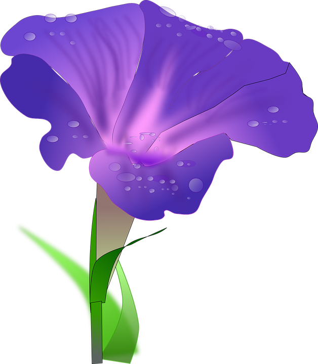 Morning Glory Dew Drops Blue Violet Flower Purple - Morning Glory Flower White Background Clipart (628x720), Png Download